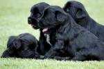 TibetaanseTerrier pups